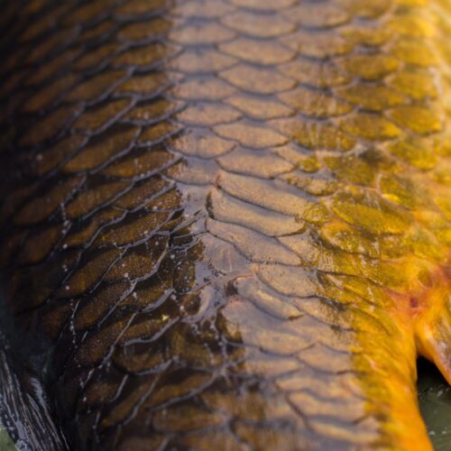 Lac Soupir | Exclusive carp fishing with wild, untouched fish