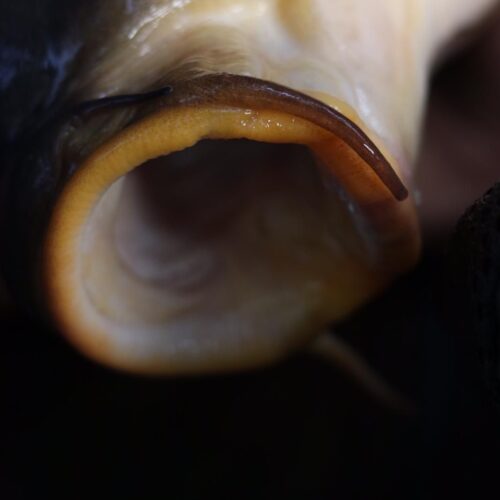 Lac Soupir | Exclusive carp fishing with wild, untouched fish