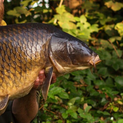 Lac Soupir | Exclusive carp fishing with wild, untouched fish