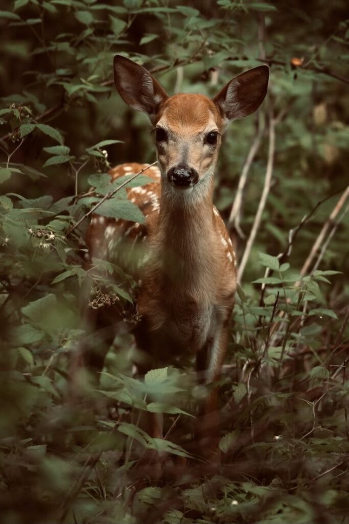 Lac Soupir | Exclusive carp fishing with wild, untouched fish