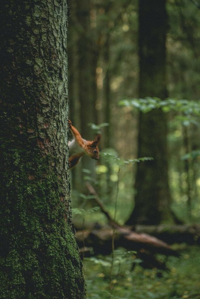 Lac Soupir | Exclusive carp fishing with wild, untouched fish