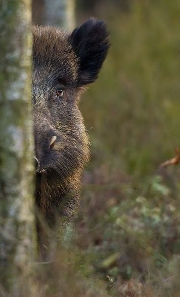Lac Soupir | Exclusive carp fishing with wild, untouched fish