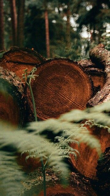 Lac Soupir | Exclusive carp fishing with wild, untouched fish