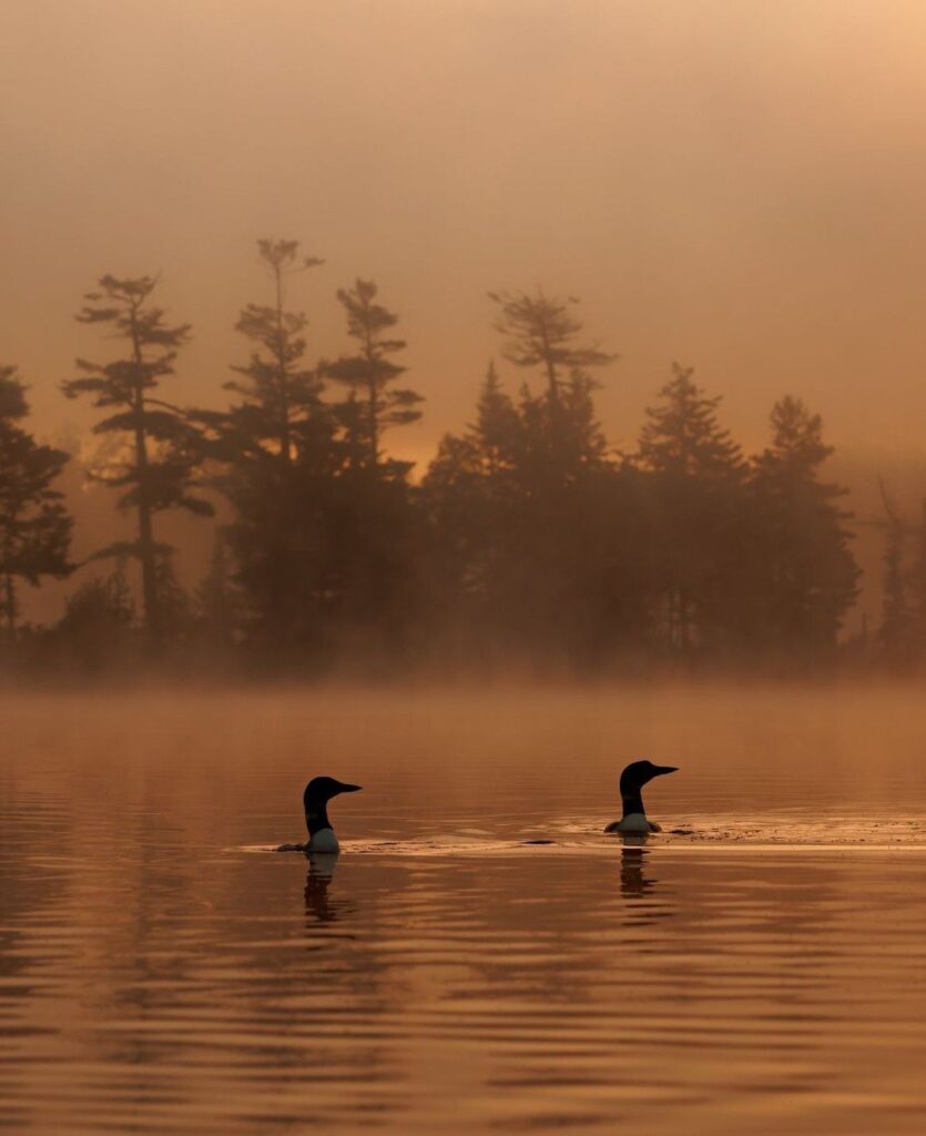Lac Soupir | Exclusive carp fishing with wild, untouched fish